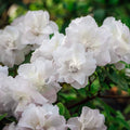 White Flowering Evergreen Azalea 3 Gallon T552929