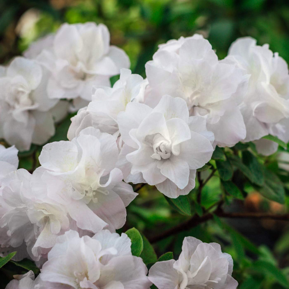 White Flowering Evergreen Azalea 3 Gallon T552929