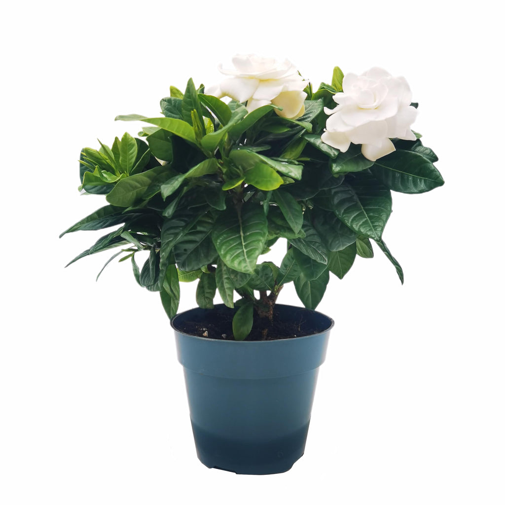 Gardenia Jasminoides Houseplant in 4.5-Inch Pots K435