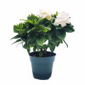 Gardenia Jasminoides Houseplant in 4.5-Inch Pots K435