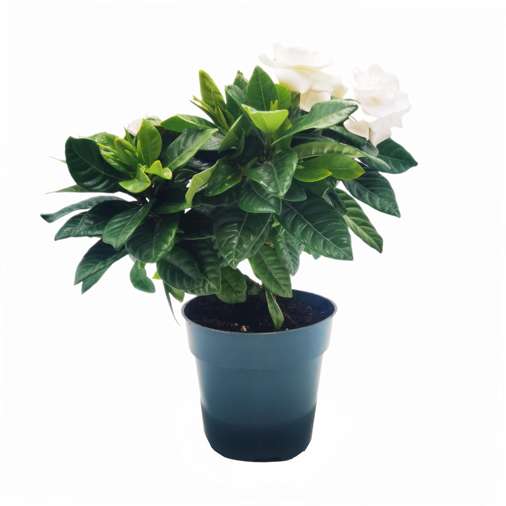 Gardenia Jasminoides Houseplant in 4.5-Inch Pots K435