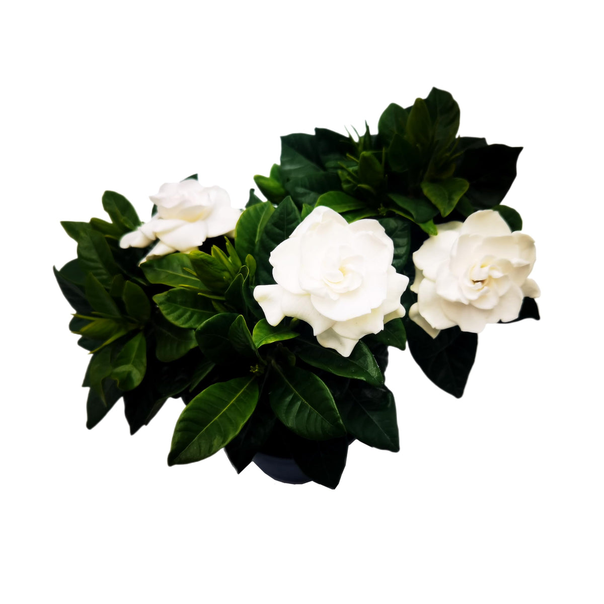 Gardenia Jasminoides Houseplant in 4.5-Inch Pots K435