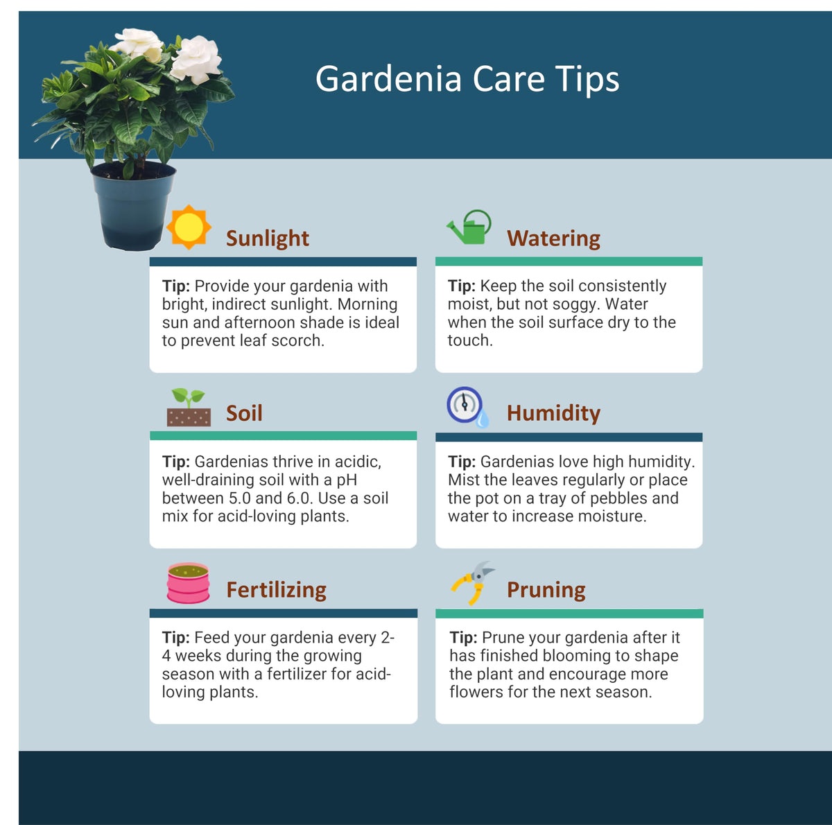 Gardenia Jasminoides Houseplant in 4.5-Inch Pots K435