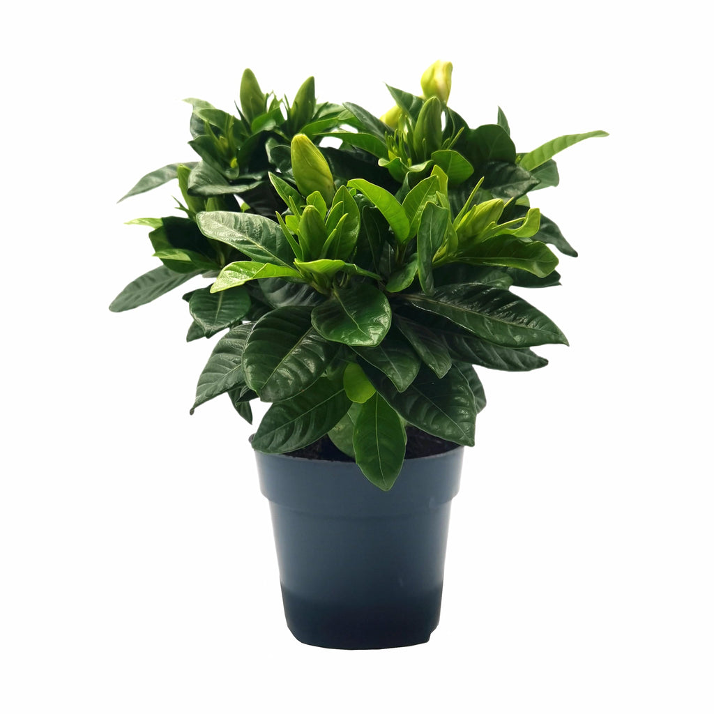 Gardenia Jasminoides Houseplant in 4.5-Inch Pots K435