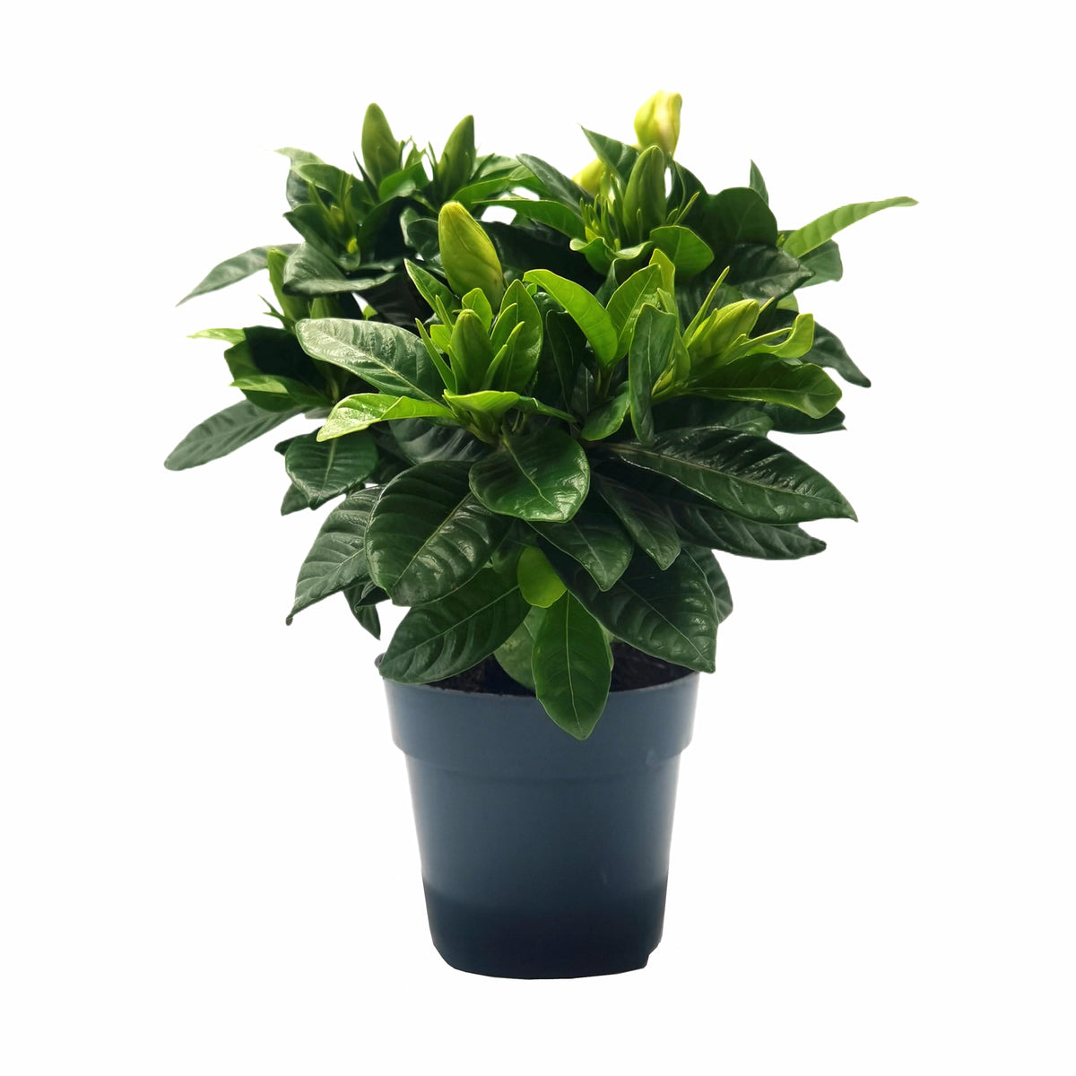 Gardenia Jasminoides Houseplant in 4.5-Inch Pots K435