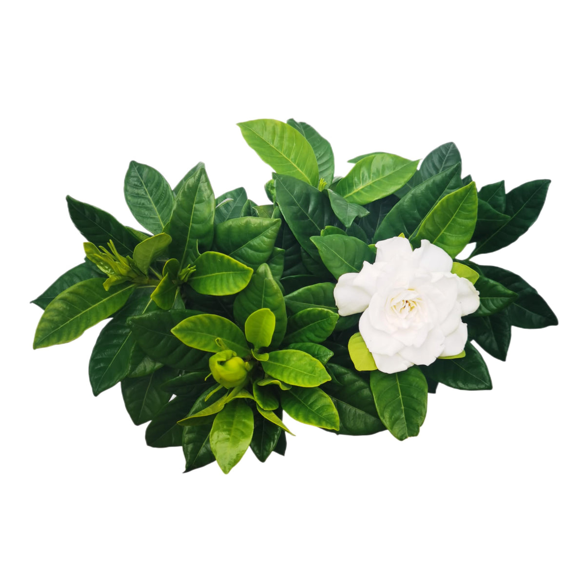 Gardenia Jasminoides Houseplant in 4.5-Inch Pots K435