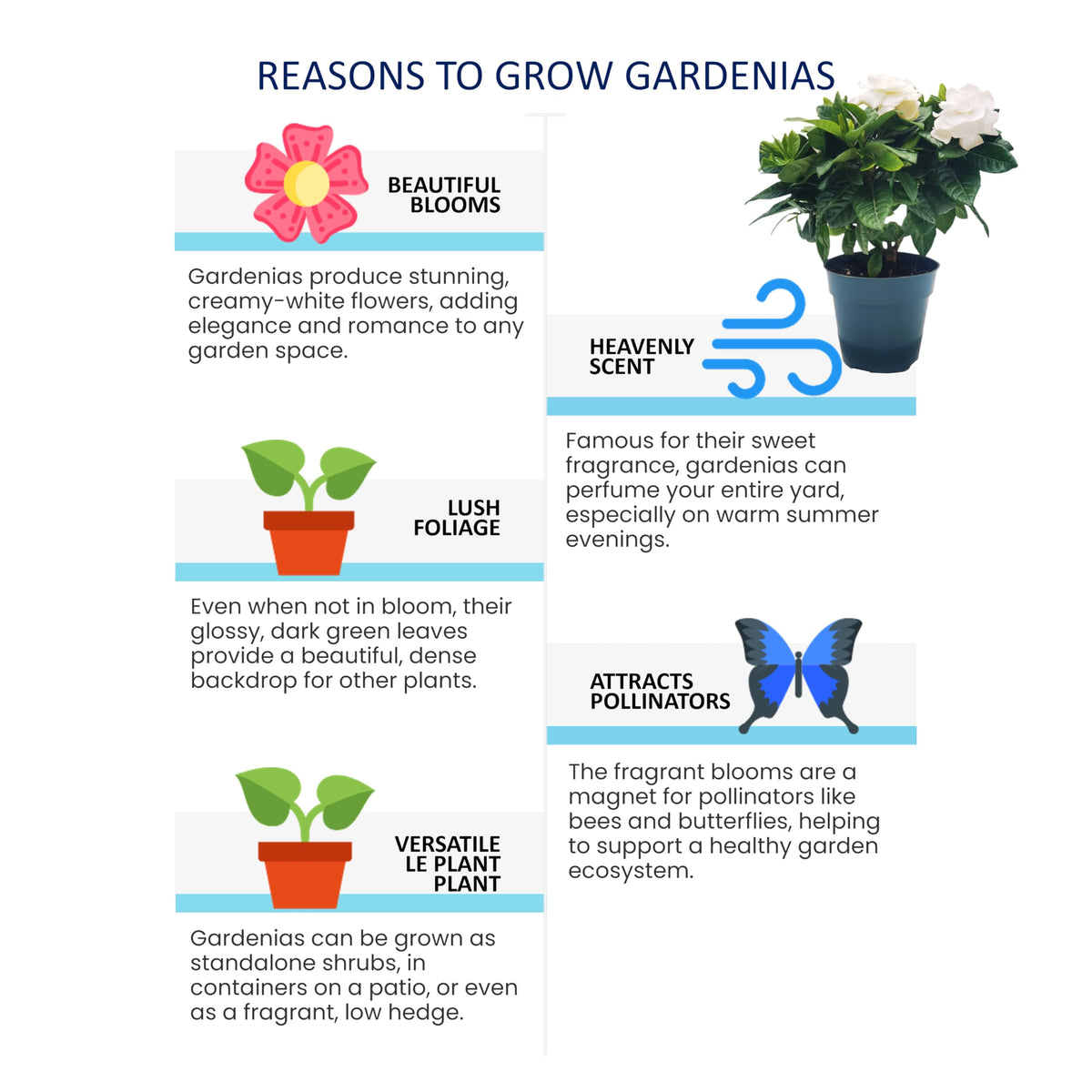 Gardenia Jasminoides Houseplant in 4.5-Inch Pots K435