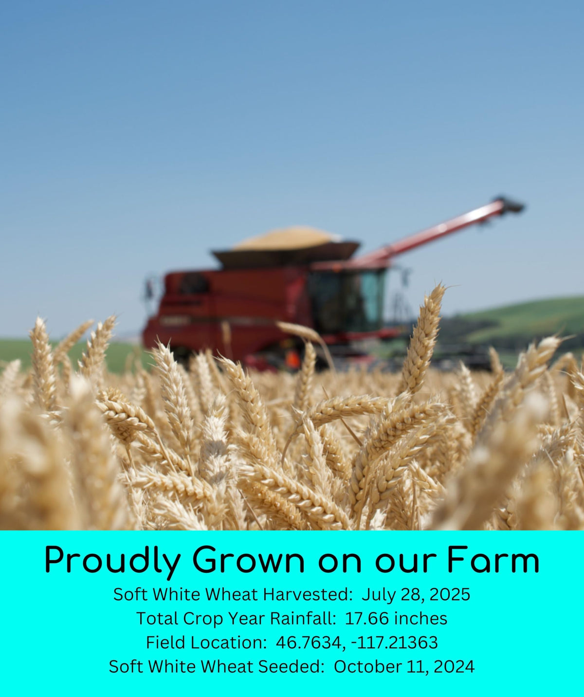 Soft White Wheat Berries 25 LBS R164440