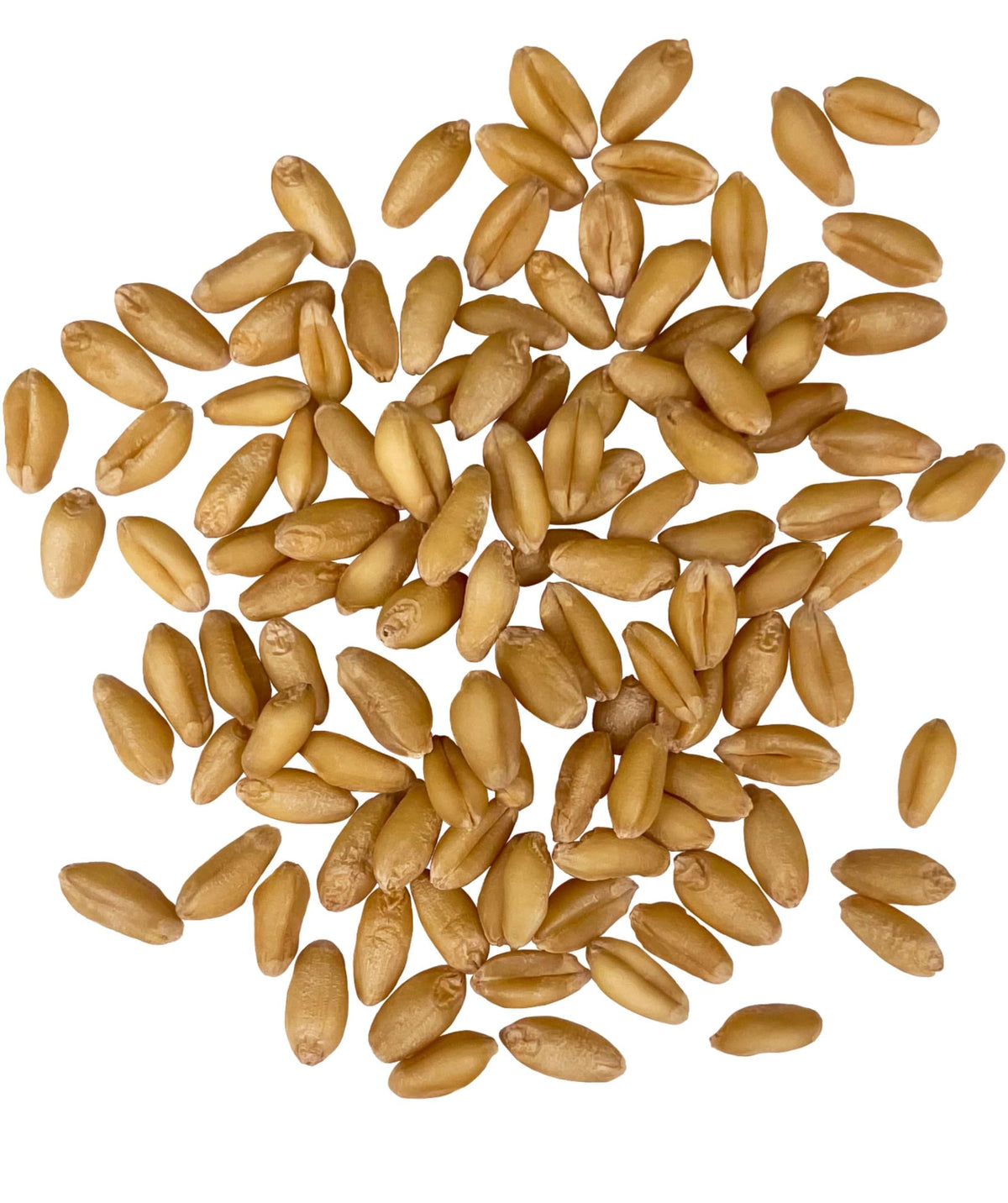 Soft White Wheat Berries 25 LBS R164440